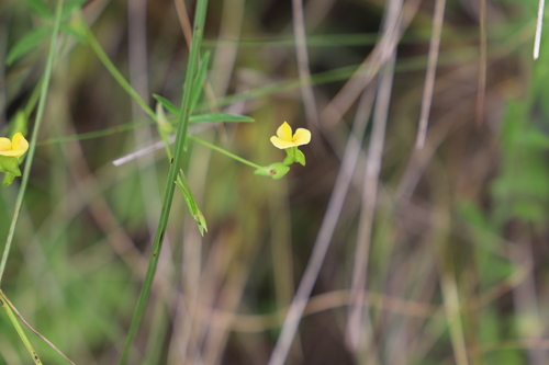Cape Caterpillarbean (Zornia capensis)