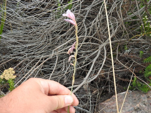 Image of Gladiolus martleyi by (c) Matthew Fainman, some rights reserved (CC BY)