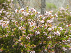 Erica ericoides