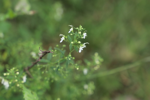 River Woodsage (Teucrium kraussii)