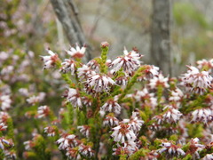 Erica ericoides