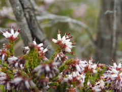 Erica ericoides