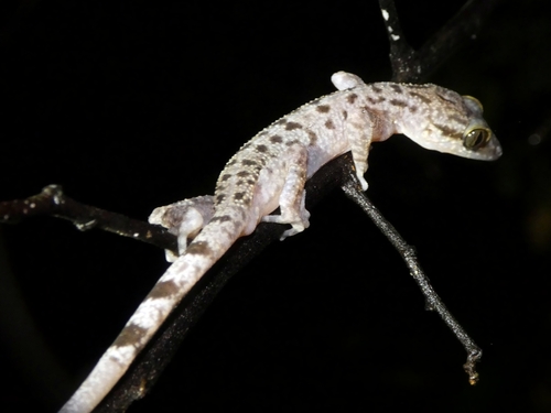 Miri Bent-toed Gecko, Cyrtodactylus miriensis