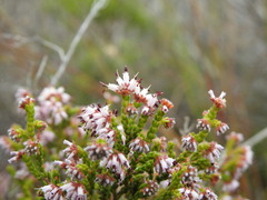 Erica ericoides