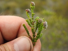 Erica ericoides