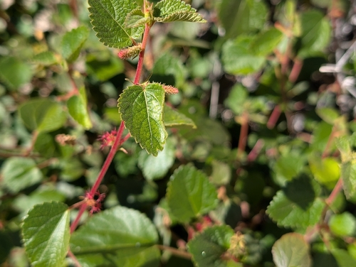 California Copperleaf (Acalypha californica)