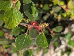 Acalypha californica, photograph (c) Sergey, some rights reserved (CC BY)