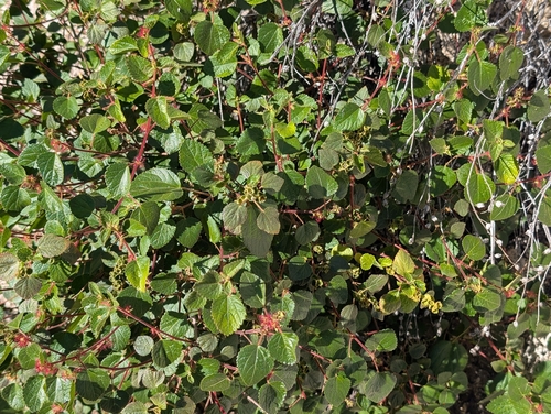 Acalypha californica, photograph 2