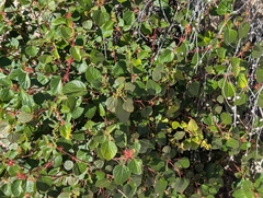 Acalypha californica, photograph (c) Sergey, some rights reserved (CC BY)