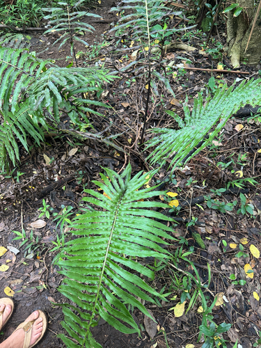 Menisciopsis cyatheoides observed 2026-02-01