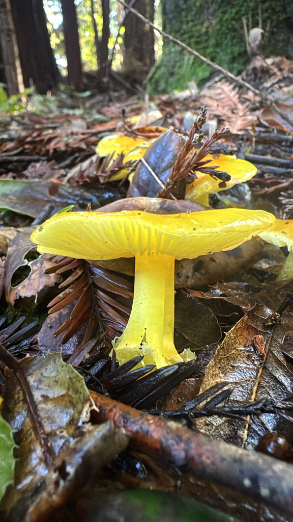 Hygrocybe flavescens · December 2025 · photo: © dena-s (iNaturalist, cc-by)