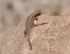 Microlophus theresioides