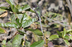 Thaumastura cora