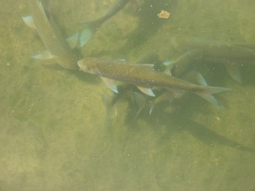 Deepbody shovelnose (Onychostoma alticorpus) — Cyprinidae — 5