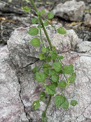 Pacific Coralblow (Russelia retrorsa)