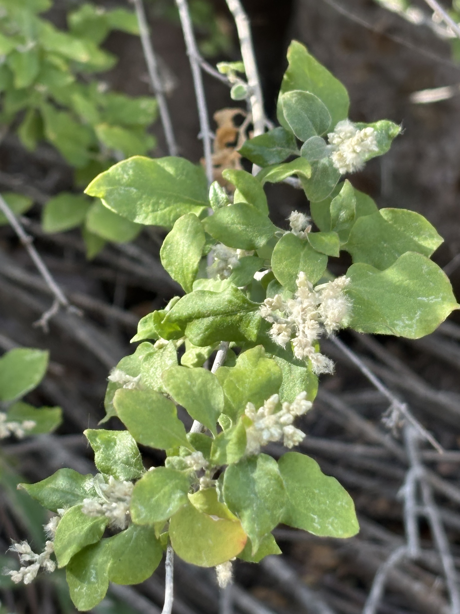 Iresine alternifolia