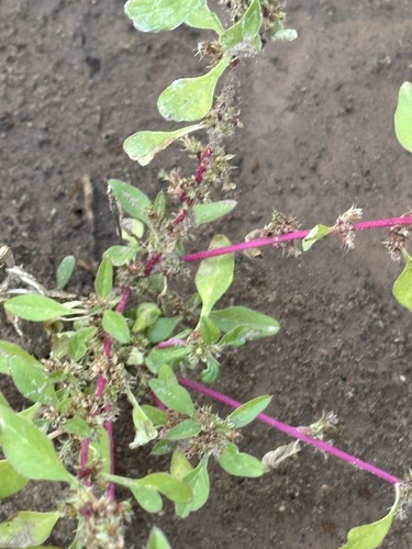 Palmer's Amaranth (Amaranthus palmeri)