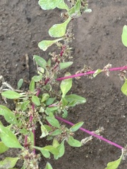 L'amarante De Palmer (Amaranthus palmeri)