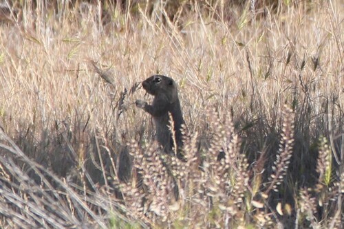 Merriam's Ground Squirrel observed by veltkamp