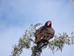 Cathartes aura