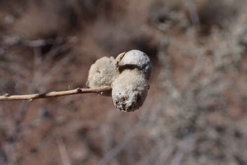 Unknown species found near Socorro County, NM, USA