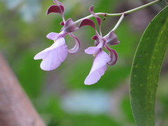 Encyclia cordigera