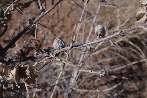 Unknown species found near Socorro County, NM, USA