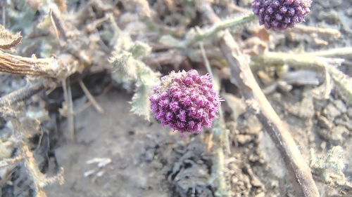 East Indian globe thistle (Sphaeranthus indicus)