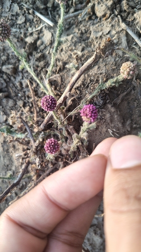 Sphaeranthus indicus, photograph 5