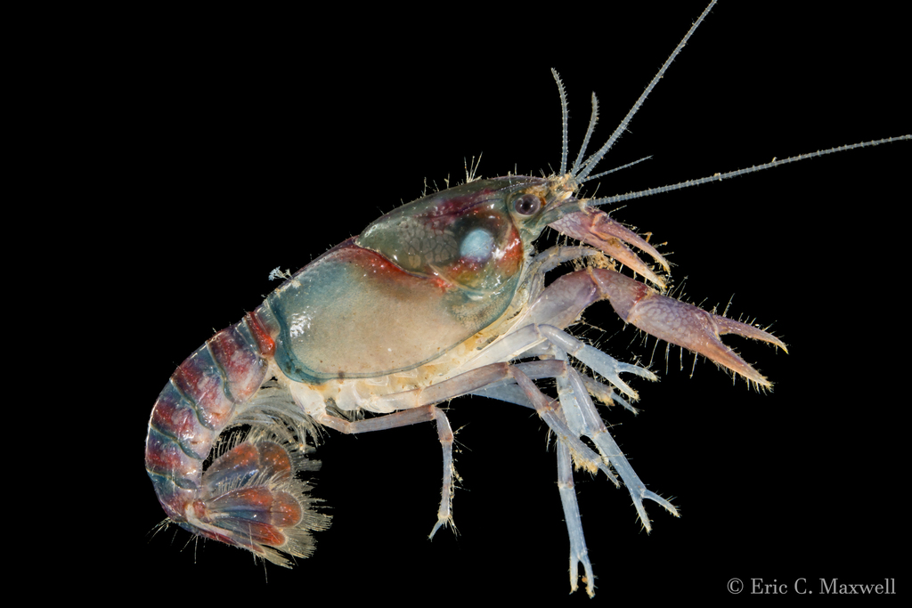 Christmas Tree Crayfish