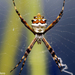 Silver Garden Orbweaver - Photo (c) Jaico Caballero, some rights reserved (CC BY-NC), uploaded by Jaico Caballero