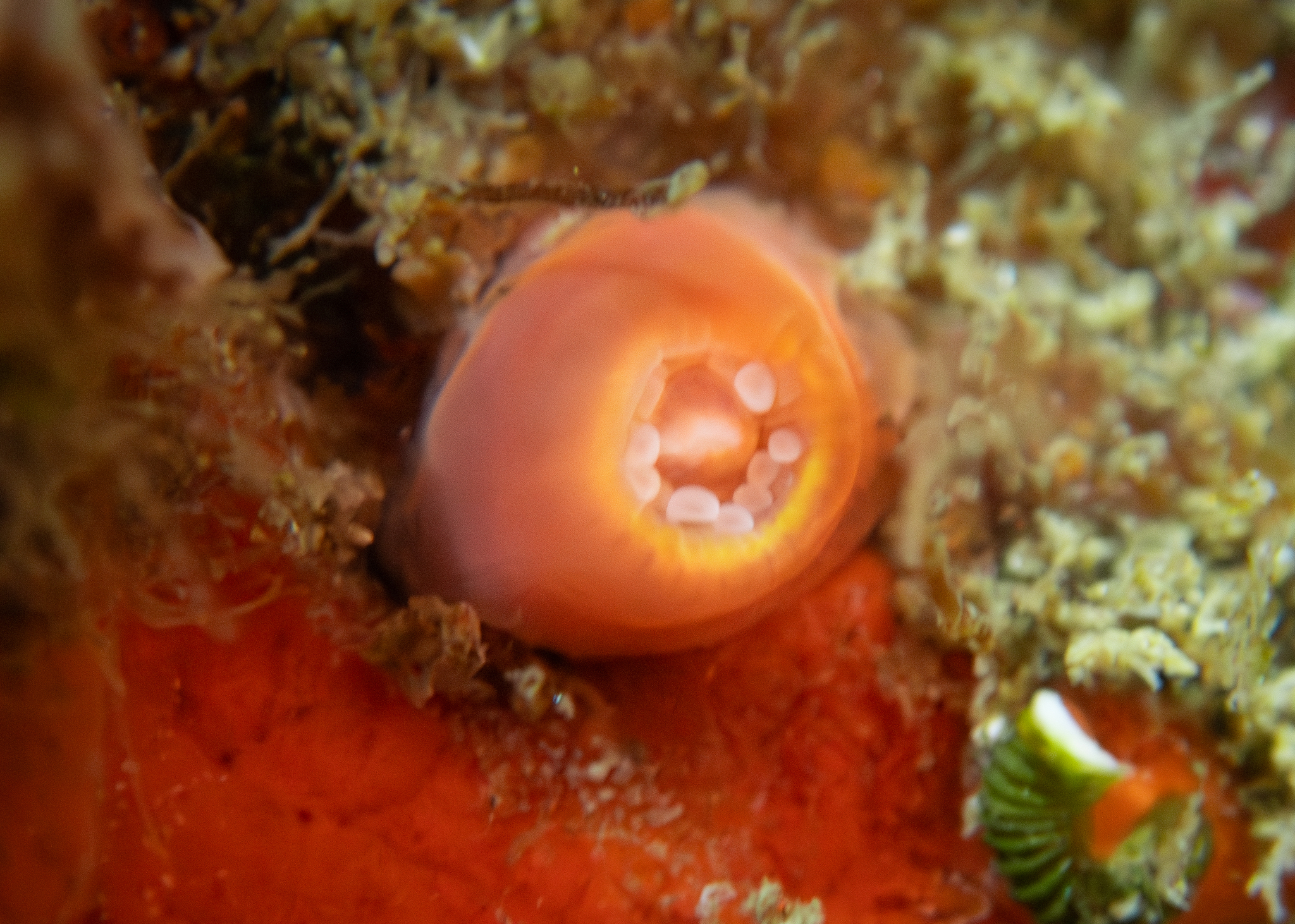 Corynactis californica Carlgren, 1936