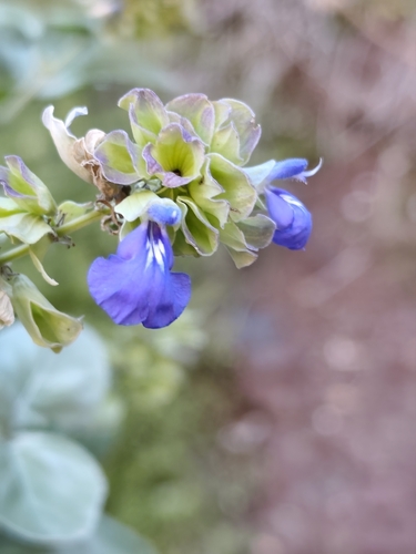 Bajan Island Sage (Salvia platycheila)