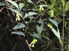 Wikstroemia nutans