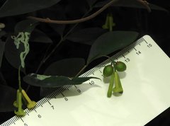 Wikstroemia nutans