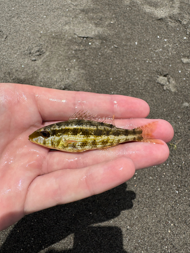 Lethrinus variegatus observed 2026-02-10