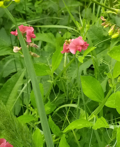 Persian Everlasting-pea (Lathyrus rotundifolius)