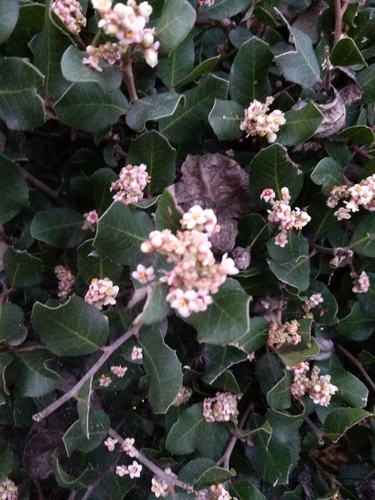 iNaturalist observation photo of lemonade berry
