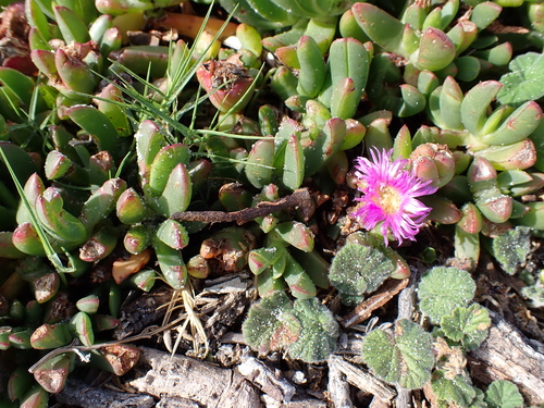 Carpobrotus rossii, photograph 4
