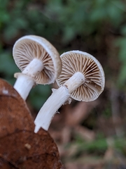 Meottomyces dissimulans