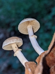 Meottomyces dissimulans