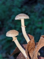 Meottomyces dissimulans