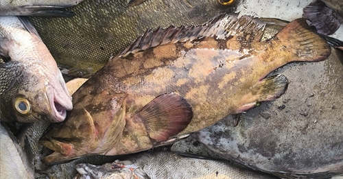 Epinephelus erythrurus observed 2026-02-10
