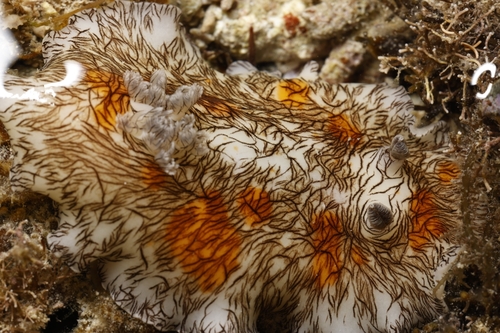 Platydoris cruenta observed 2026-01-30