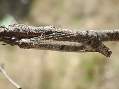 Bandidus canifrons