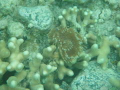 Porites furcata