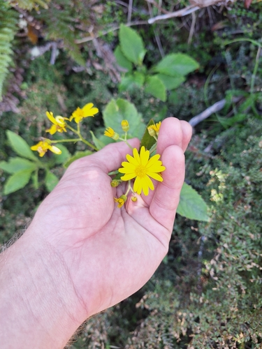 Senecio rufiglandulosus, photograph 4
