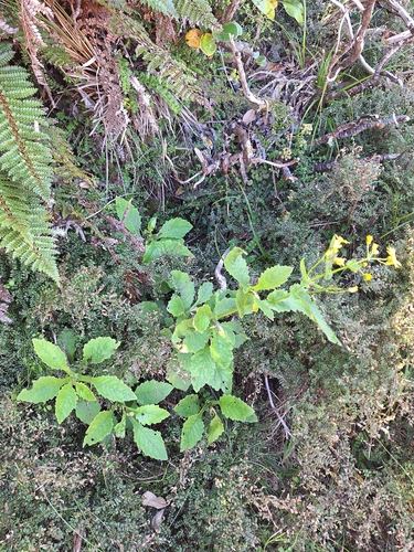 Senecio rufiglandulosus, photograph 5