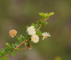 Acacia mitchellii