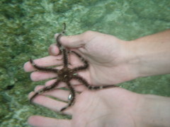 Ophiocoma echinata